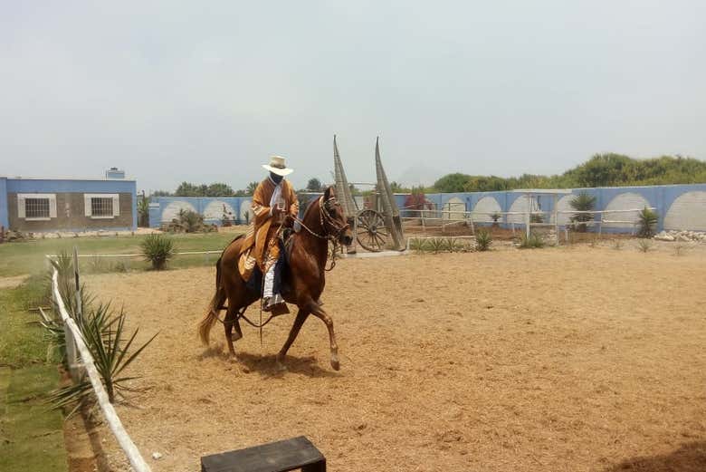 Espetáculo de cavalos de passo