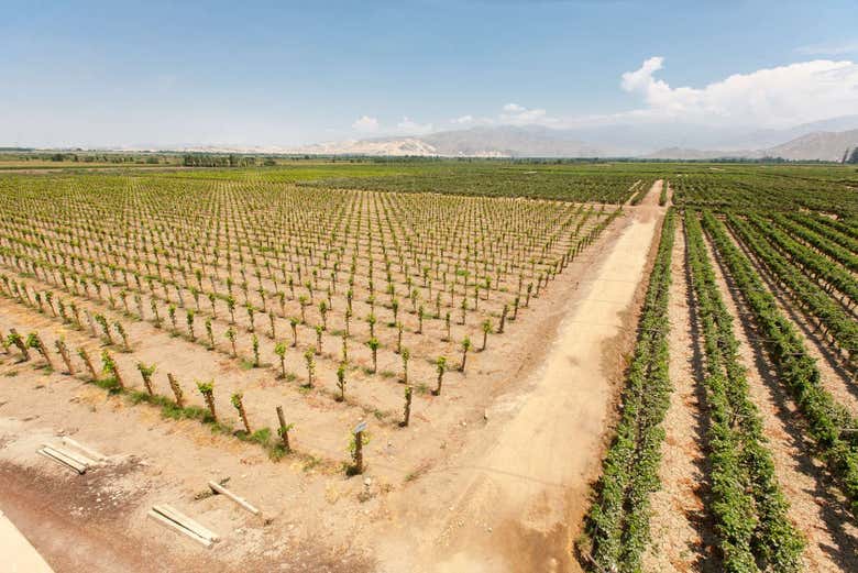 Viñedos peruanos