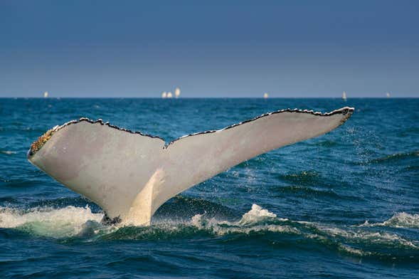 Avistamiento privado de ballenas en El Ñuro