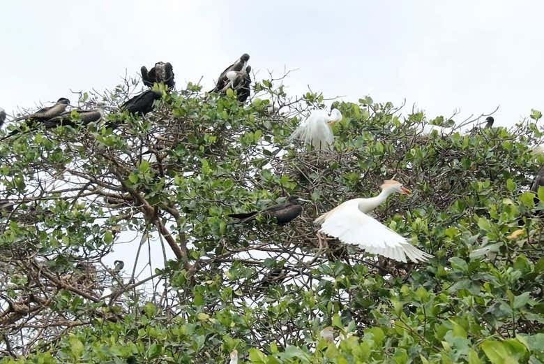 Aves en los manglares