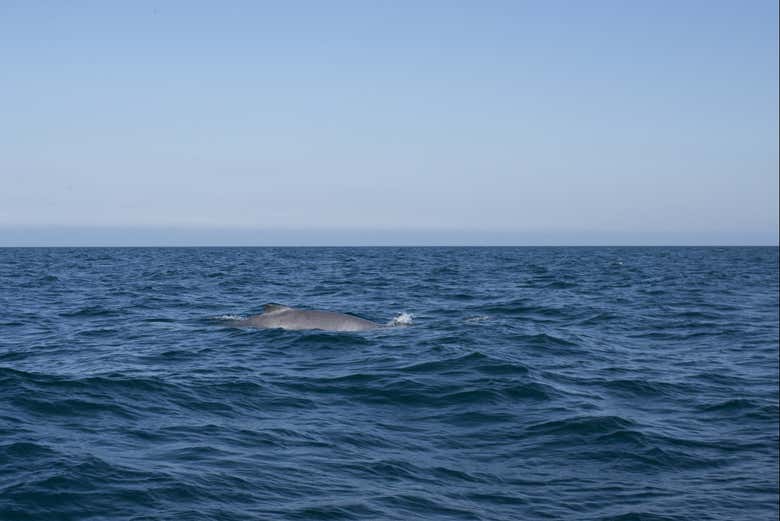 Avistando ballenas en El Ñuro