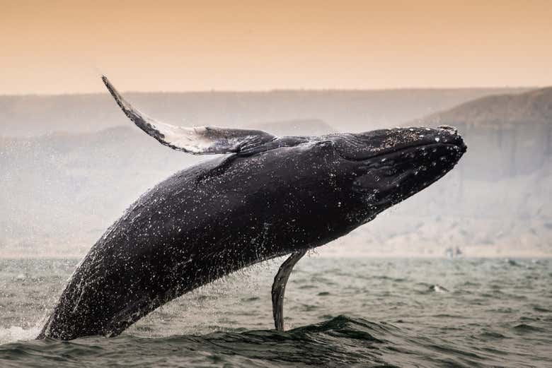 Ballena jorobada en el norte de Perú