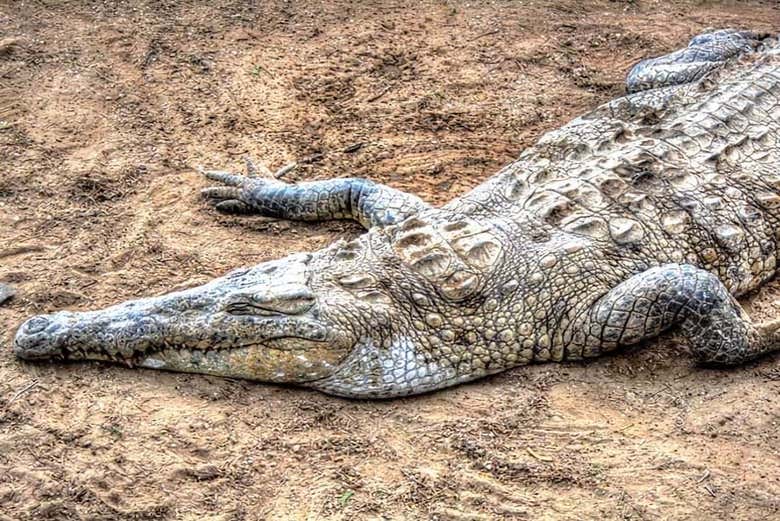 Cocodrilo en los manglares de Tumbes