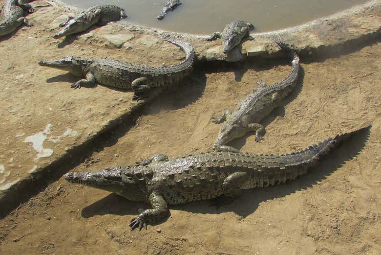 Tour privado por Tumbes + Paseo en lancha por los manglares Tour privado por Tumbes + Paseo en lancha por los manglares