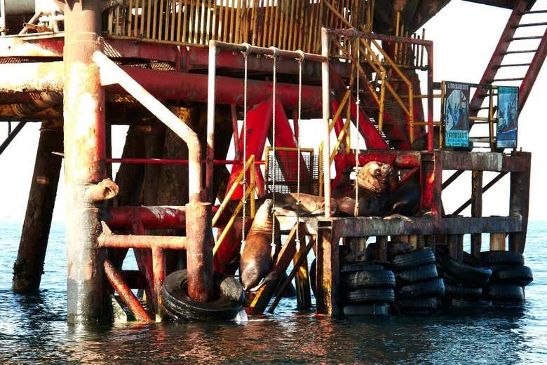 Leones marinos en El Ñuro