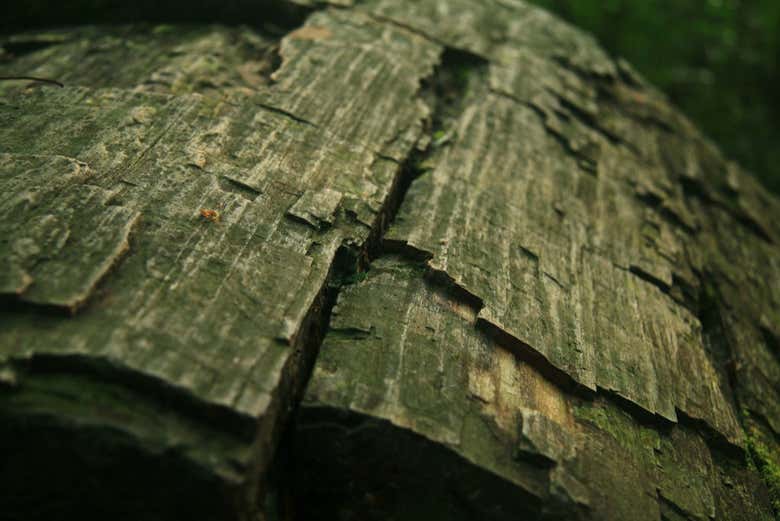 Madera de árbol petrificada