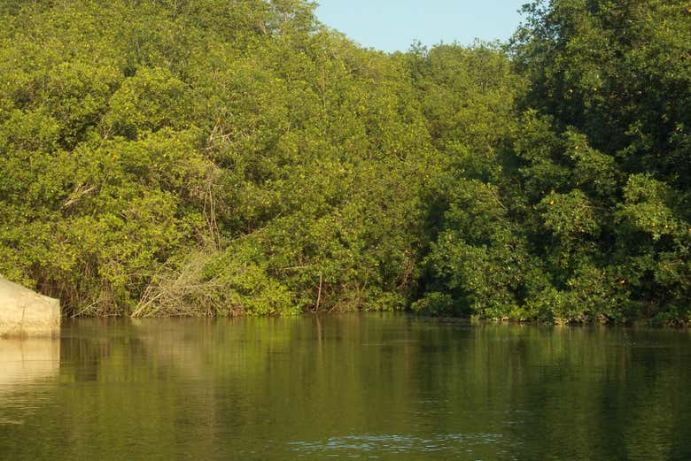 Manglares en Puerto La Ramada