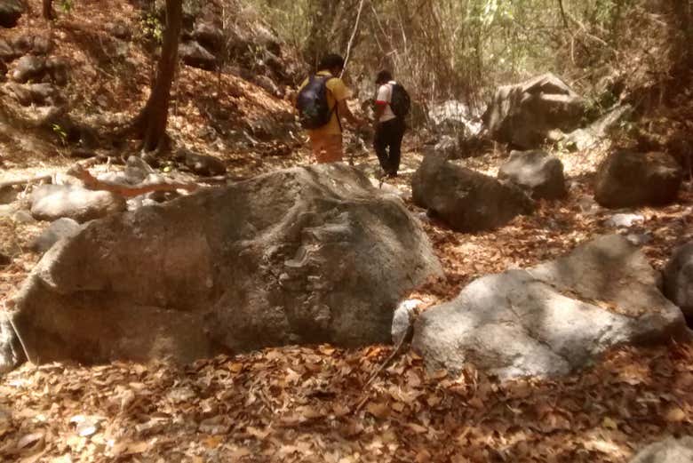 Pasando por el bosque seco