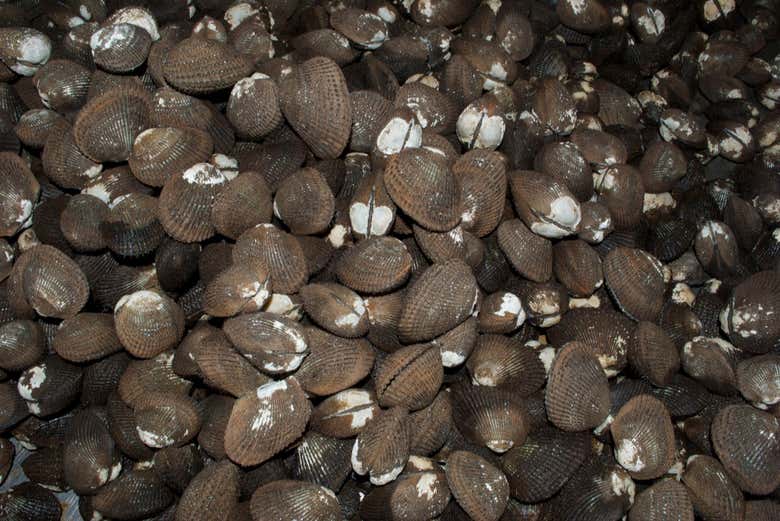 Almejas negras
