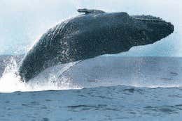 Ballena jorobada saltando