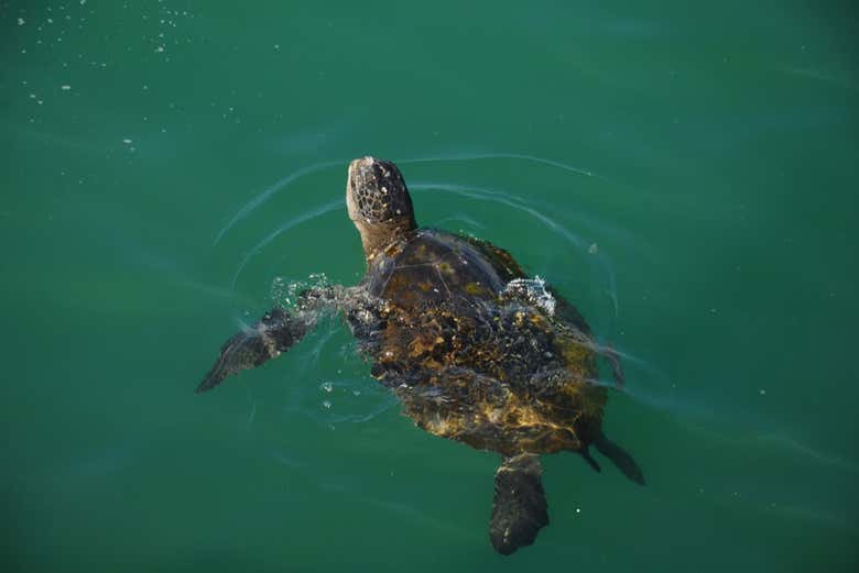 Tortuga marina en El Ñuro