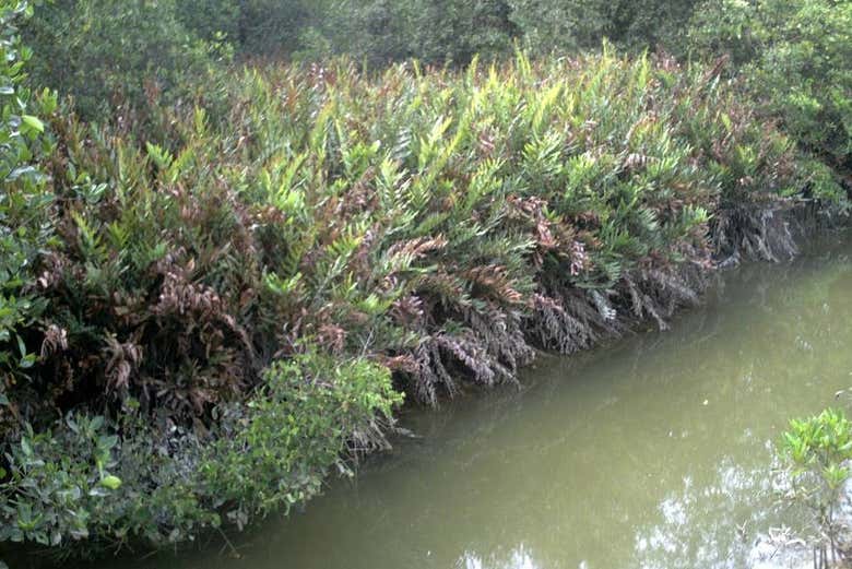 Vegetación en el estero La Chepa