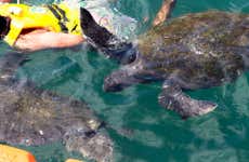 Nado privado con tortugas en El Ñuro + Playa de Máncora