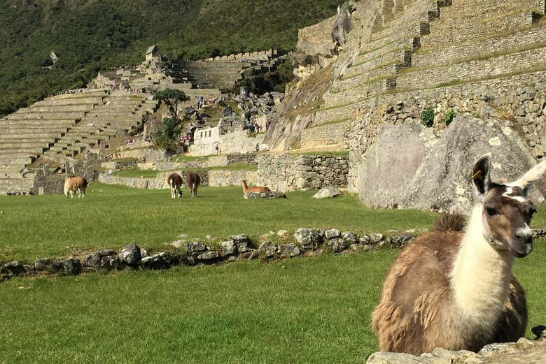 Machu Picchu