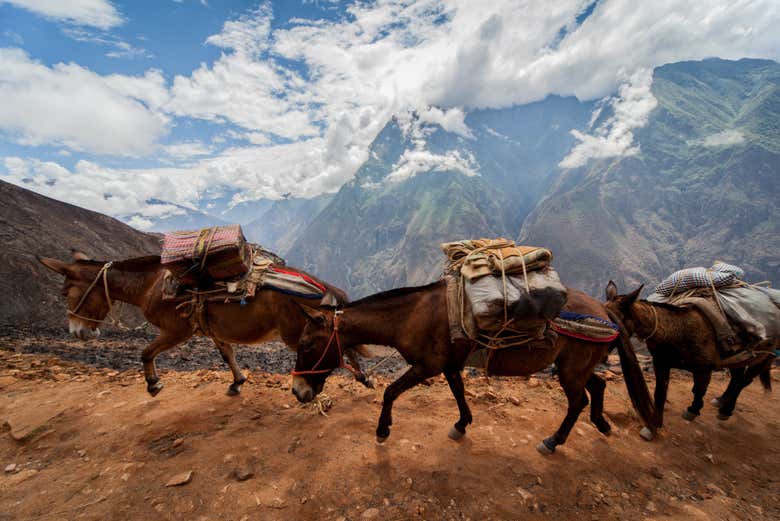 Hike alongside mules that will help with our bags