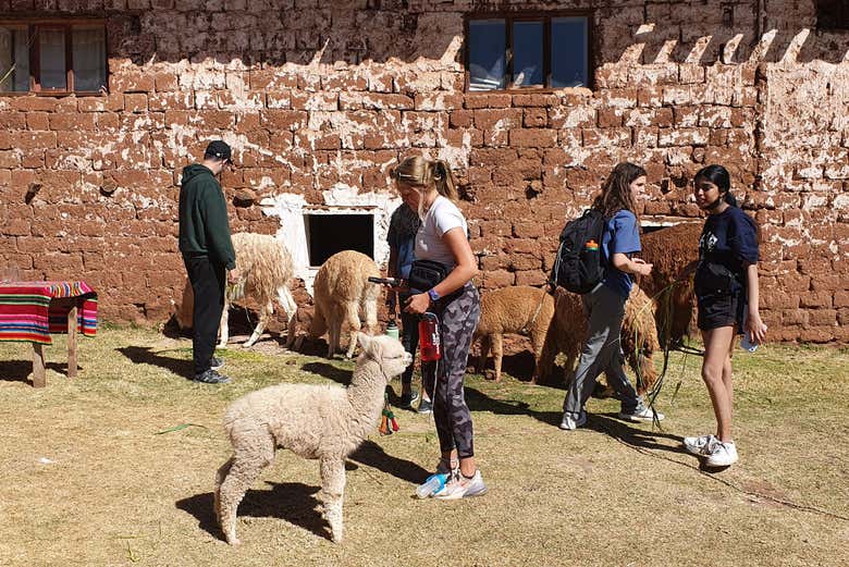 Cammineremo accanto a lama e alpaca