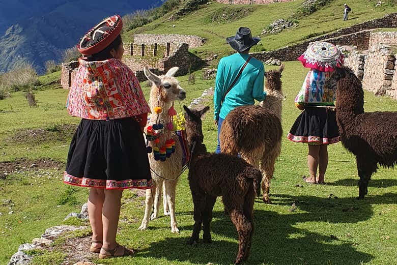 A spasso con lama e alpaca