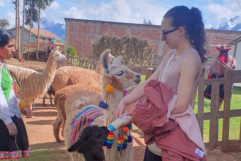 Feed llamas and alpacas