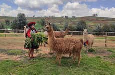 Ruta privada de senderismo con llamas y alpacas por el Valle Sagrado