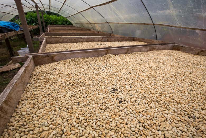 Coffee drying