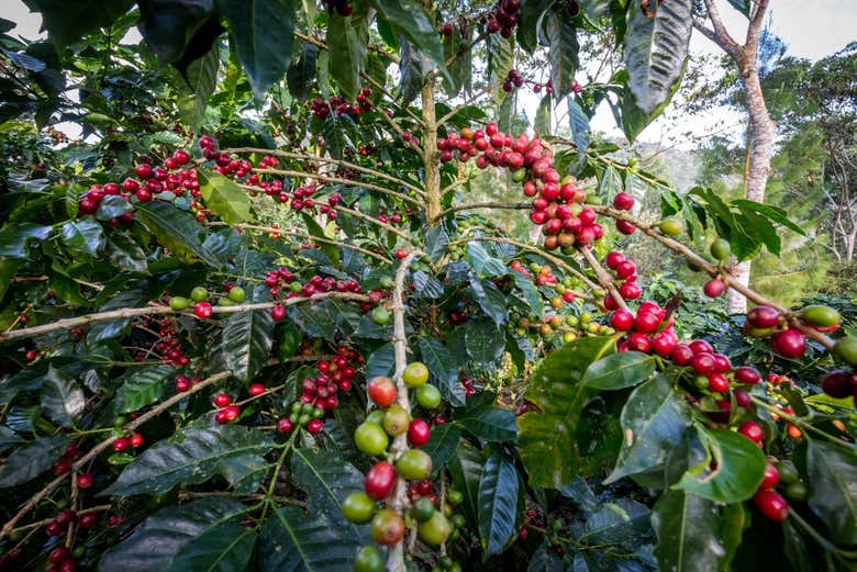 Coffee plantation in Villa Rica