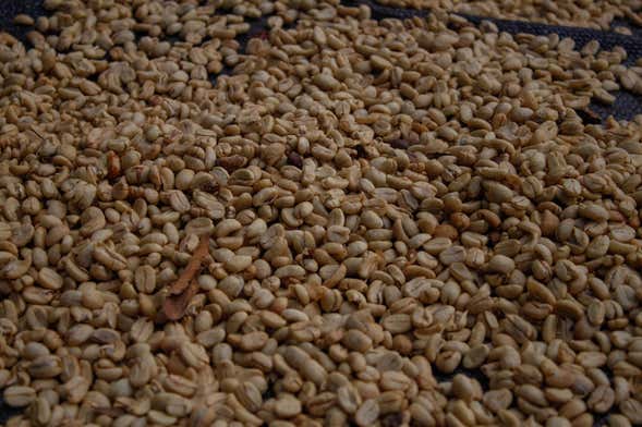 Tour del café por Villa Rica
