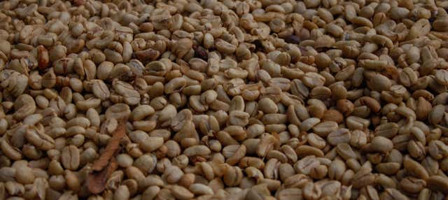 Villa Rica Coffee Tour
