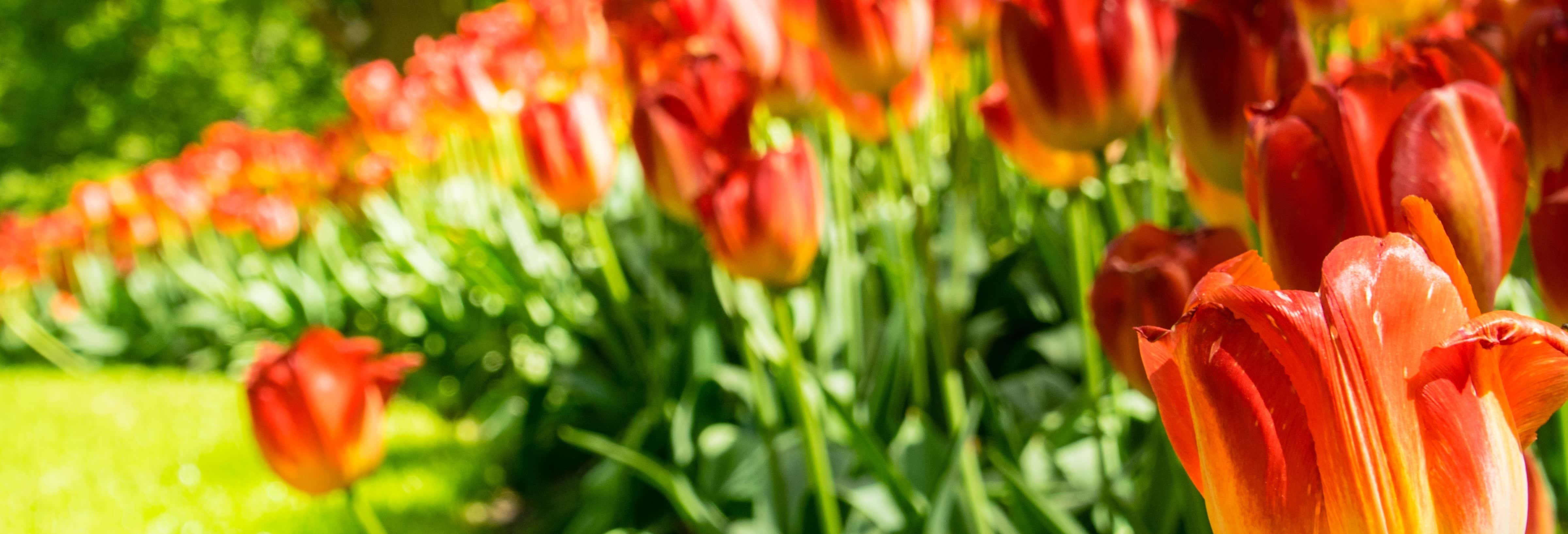 Keukenhof