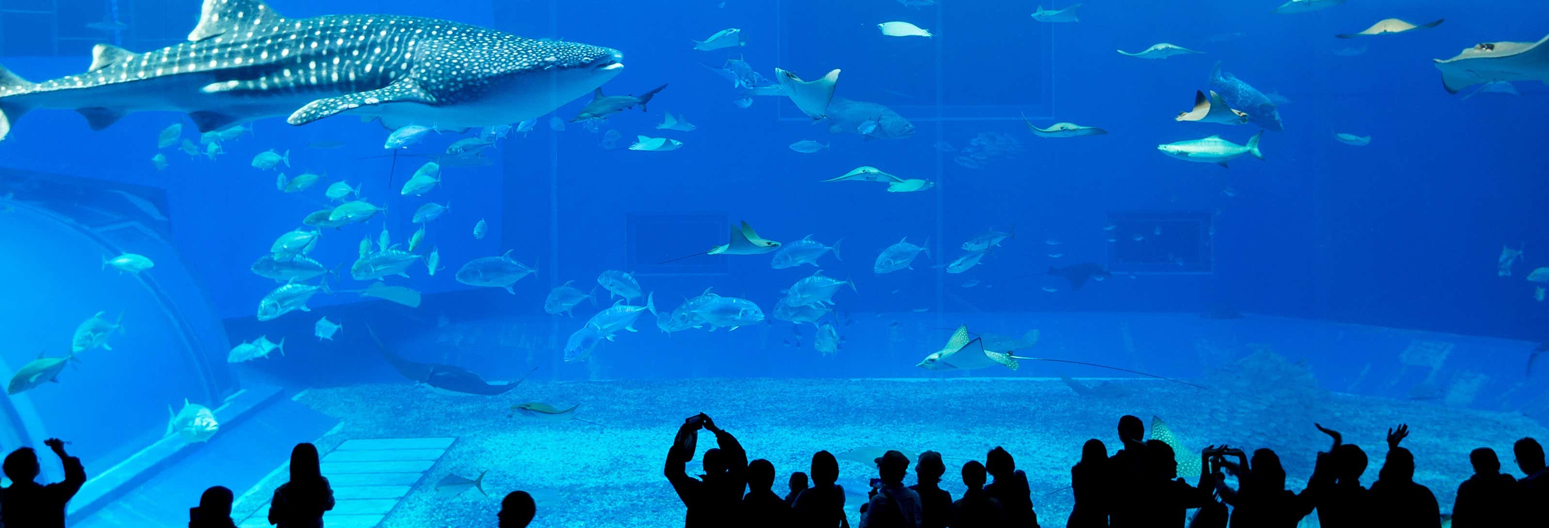 Dubai Aquarium & Underwater Zoo