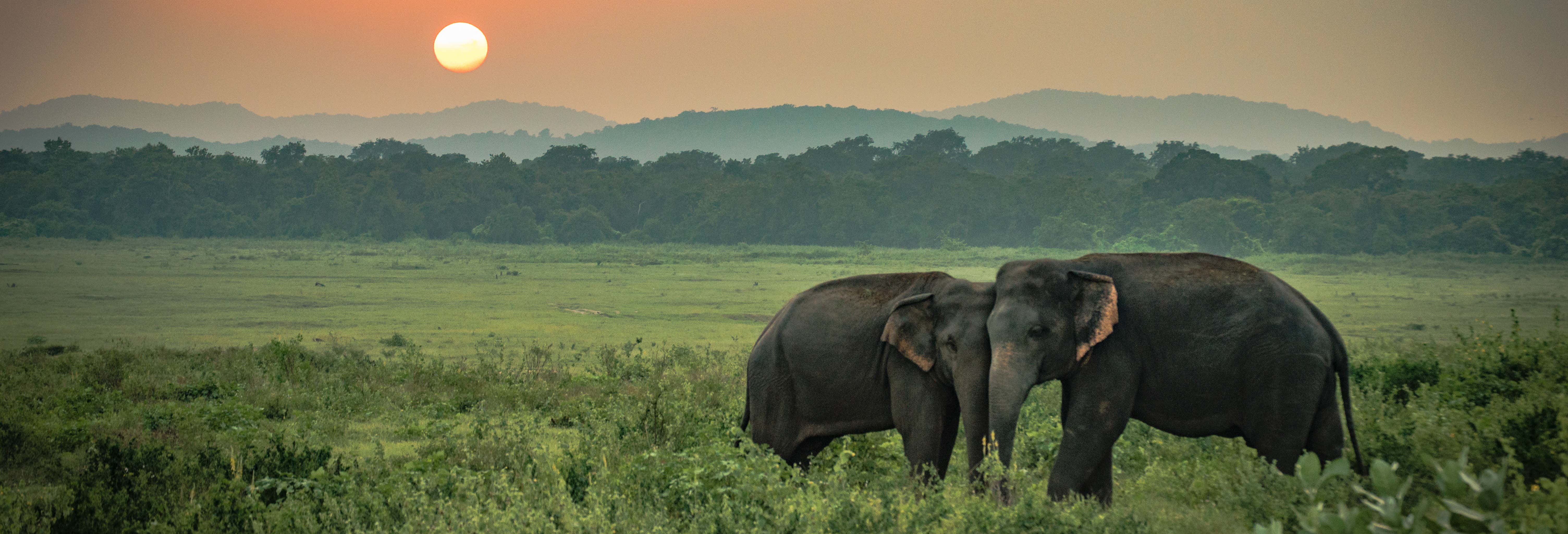 Minneriya National Park