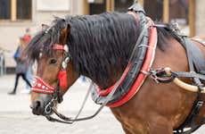 Wroclaw Horse and Carriage Ride
