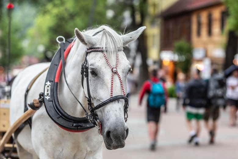 Calèche à Zakopane