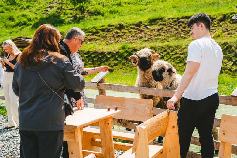 Meet the friendly animals