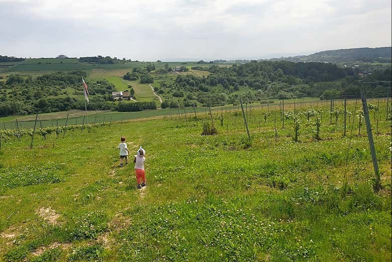 Discover the organic farming methods used