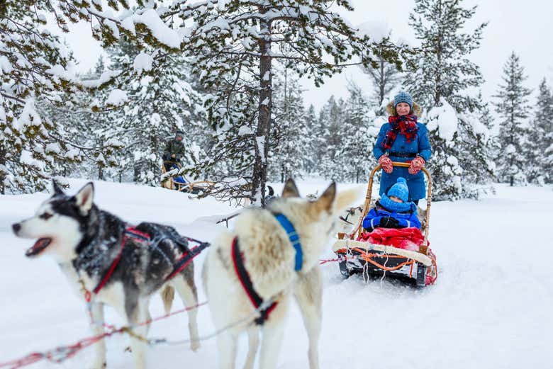 Driving the husky dog sled