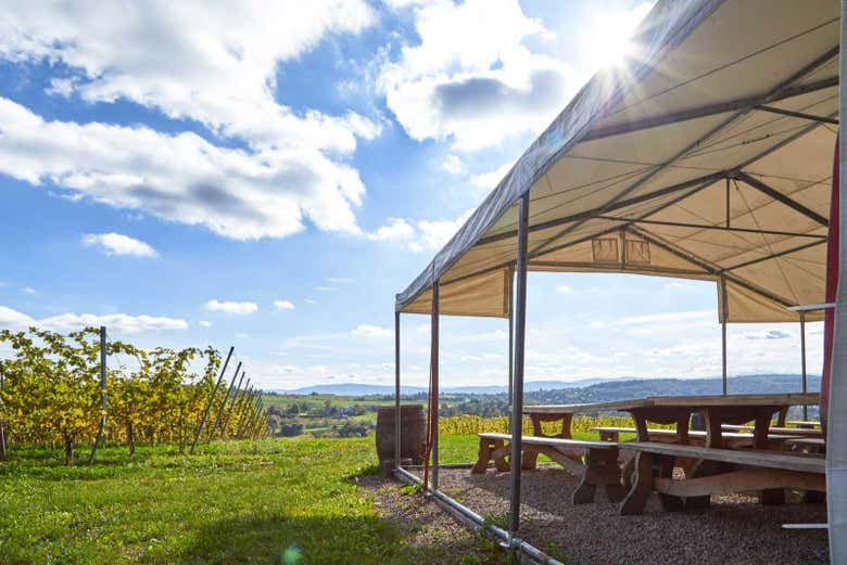 It's a beautiful day to visit the vineyard