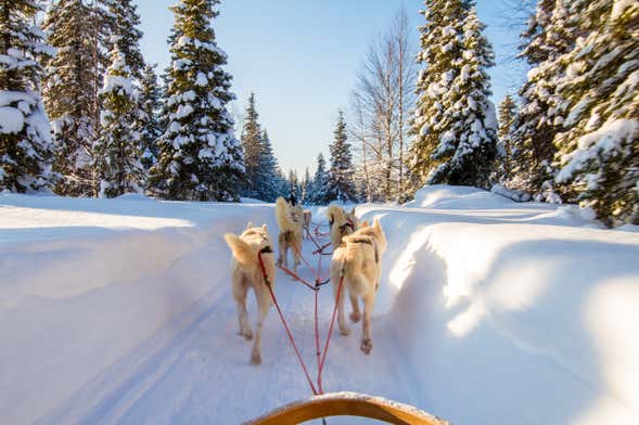 Passeio de trenó com cachorros husky