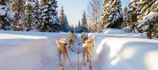 Passeio de trenó com cachorros husky