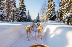 Dog Sled Ride