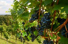 Wieliczka Vineyard Tour