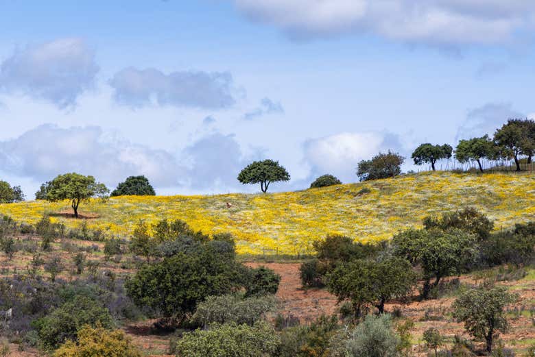 Site rural près d'Alandroal