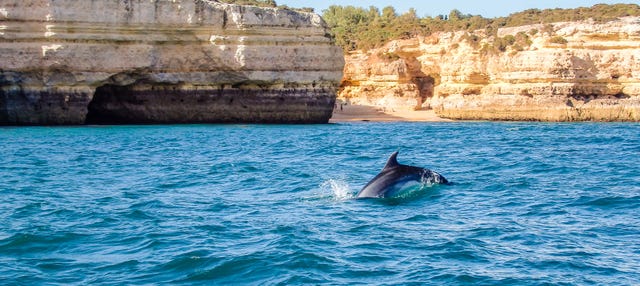 Avistamiento de delfines en Albufeira
