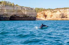 Avvistamento di delfini ad Albufeira