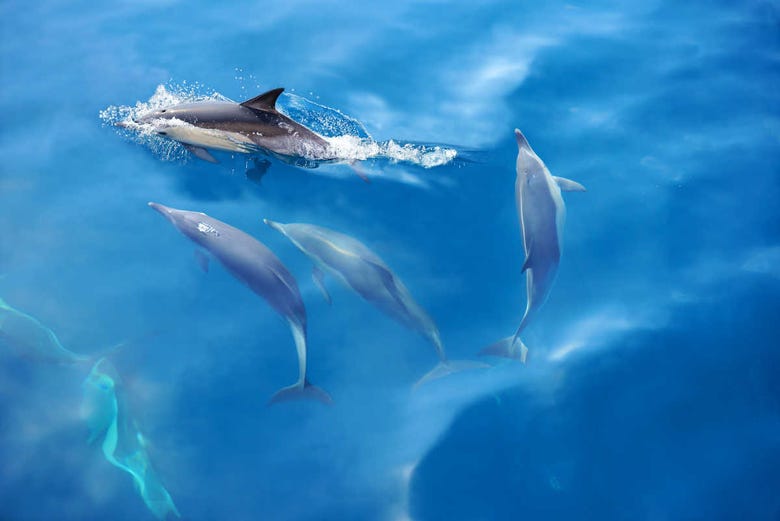 Dolphin spotting in the Algarve 