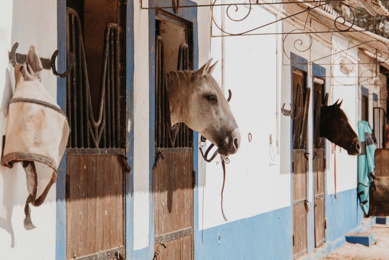 Nuestros compañeros de viaje en la caballeriza