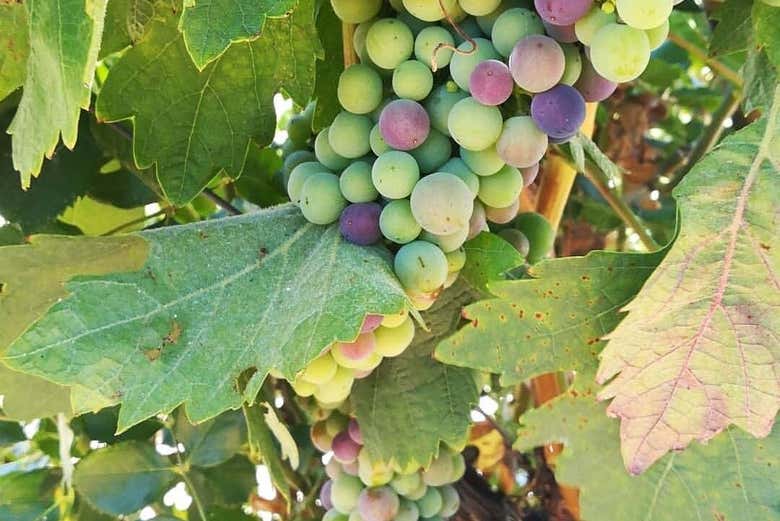 Uvas do Algarve