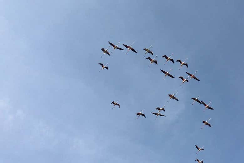 Les oiseaux du parc naturel