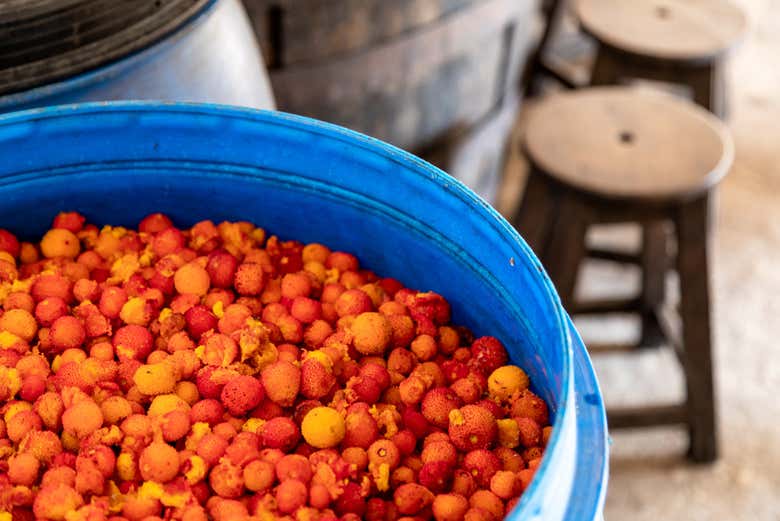 Strawberry tree fruit ready to be made into medronho