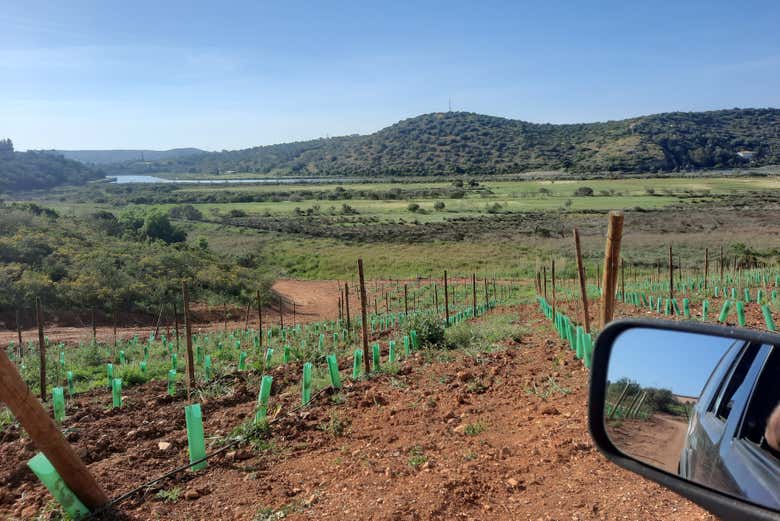Percorreremos um entorno de vinhedos