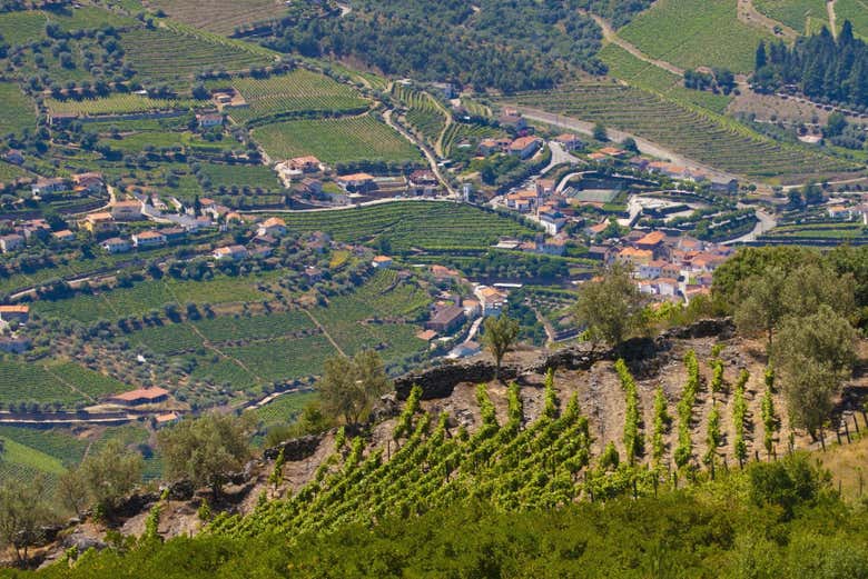 Vinhedos de Galafura